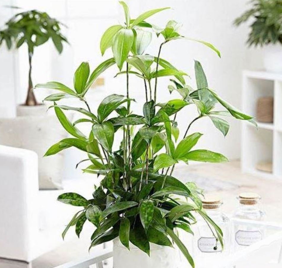 Công dụng của cây Trúc Nhật Vàng